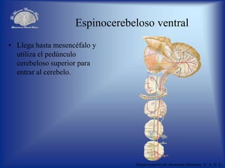 Departamento de Anatomía Humana, U. A. N. L.
Espinocerebeloso ventral
• Llega hasta mesencéfalo y
utiliza el pedúnculo
cerebeloso superior para
entrar al cerebelo.
 