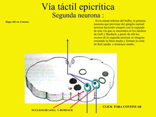 Vía táctil epicrítica Segunda neurona : En la mitad inferior del bulbo, la primera neurona que proviene del gánglio espinal termina haciendo sinapsis con la segunda de esta vía que se encuentra en los núcleos de Goll y Burdach, a partir de allí los axones de la segunda neurona se integran cruzando la línea media y forman la cinta de Reil media  o lemnisco medio. Haga clik en el mouse NUCLEOS DE GOLL  Y BURDACH CLICK  PARA CONTINUAR 