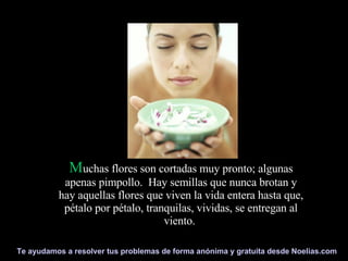 M uchas flores son cortadas muy pronto; algunas apenas pimpollo.  Hay semillas que nunca brotan y hay aquellas flores que viven la vida entera hasta que, pétalo por pétalo, tranquilas, vividas, se entregan al viento.  