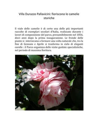 Villa Durazzo Pallavicini: fioriscono le camelie
storiche
Il viale delle camelie è di certo una delle più importanti
raccolte di esemplari secolari d’Italia, realizzato durante i
lavori di composizione del parco, presumibilmente nel 1856,
dieci anni dopo la prima inaugurazione. Le fronde delle
piante si intersecano a formare una volta naturale che, tra la
fine di Gennaio e Aprile si trasforma in cielo di eleganti
corolle : il Parco organizza delle visite guidate specialistiche,
nel periodo di massima fioritura.
 