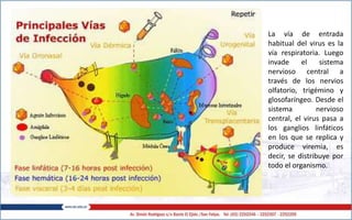 La vía de entrada
habitual del virus es la
vía respiratoria. Luego
invade el sistema
nervioso central a
través de los nervios
olfatorio, trigémino y
glosofaríngeo. Desde el
sistema nervioso
central, el virus pasa a
los ganglios linfáticos
en los que se replica y
produce viremia, es
decir, se distribuye por
todo el organismo.
 