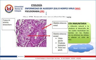 ETIOLOGÍA
ENFERMEDAD DE AUSESZKY (EA) O HERPES VIRUS SHV1
PSEUDORABIA (PR)
Virus ADN, formado por una nucleocápside y una
envoltura de lipoproteínas
FAMILIA Herpesviridae
SUBFAMILIA alphaherpesvirinae
GÉNERO varicellovirus
RESPUESTA INMUNITARIA
Sea por una infección natural o la
vacunación, produce el desarrollo de
anticuerpos, los cuales neutralizan los
viriones presentes en los fluidos
corporales pero no eliminan las células
infectadas ni alteran el ciclo de
replicación vírico.
Real. J (2014)
 