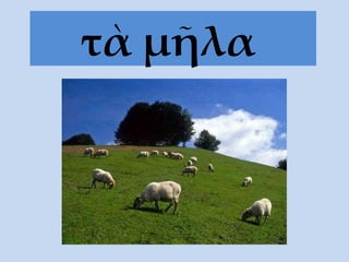 τὰ μῆλα   