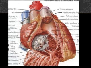 CORAZON.pdf