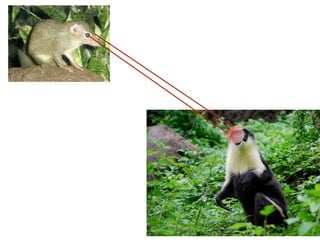 A language for the Internet: Why JavaScript and Node.js is right for Internet Applications