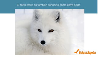 El zorro ártico es también conocido como zorro polar.
 