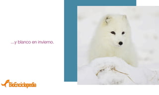 ...y blanco en invierno.
 