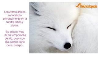 Su cola es muy
útil en temporadas
de frío, pues con
ella cubren parte
de su cuerpo.
Los zorros árticos
se localizan
principalmente en la
tundra ártica y
alpina.
 
