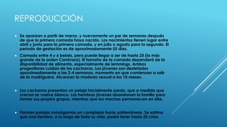 REPRODUCCIÓN
 Se aparean a partir de marzo, y nuevamente un par de semanas después
de que la primera camada haya nacido. Los nacimientos tienen lugar entre
abril y junio para la primera camada, y en julio o agosto para la segunda. El
periodo de gestación es de aproximadamente 55 días.
 Camada entre 4 y 6 bebés, pero puede llegar a ser de hasta 25 (la más
grande de la orden Carnivora). El tamaño de la camada dependerá de la
disponibilidad de alimento, especialmente de lemmings. Ambos
progenitores cuidan de los cachorros. Los jóvenes son destetados
aproximadamente a las 2-4 semanas, momento en que comienzan a salir
de la madriguera. Alcanzan la madurez sexual a los 10 meses.
 Los cachorros presentan un pelaje inicialmente pardo, que a medida que
crecen se vuelve blanco. Las hembras jóvenes abandonan la familia para
formar sus propios grupos, mientras que los machos permanecen en ella.
 Forman parejas monógamas en complejas huras subterráneas. Se estima
que una hembra, a lo largo de toda su vida, podrá tener hasta 25 crías.
 