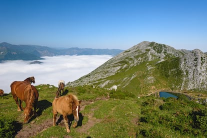 Varios caballos, en la Laguna de Sobia, en el concejo de Teverga (Asturias).