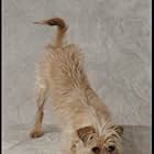 Jimmy the Dog