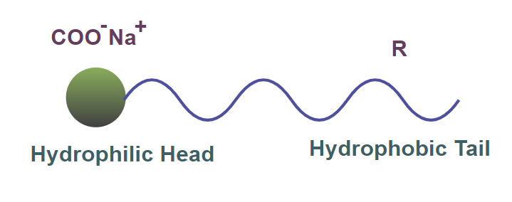 Hydrophobic Tail and Hydrophilic Head of a Soap