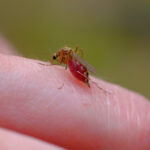 A mosquito with a body full of blood sits on a human finger.
